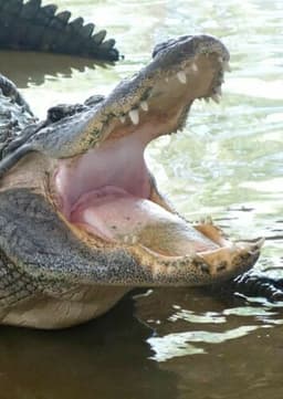 American Alligator