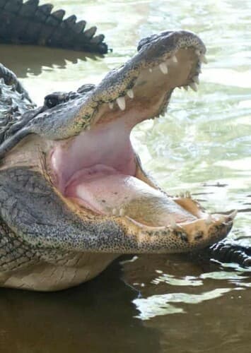 American Alligator