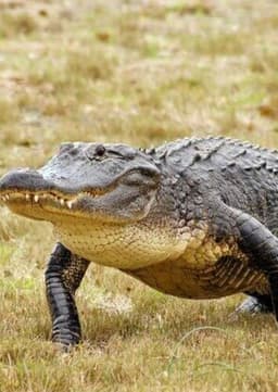 American Alligator