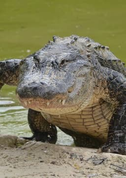 American Alligator