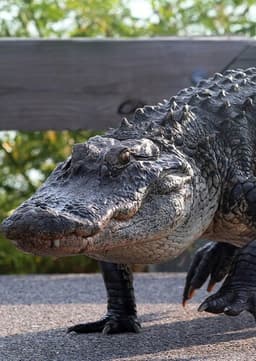 American Alligator