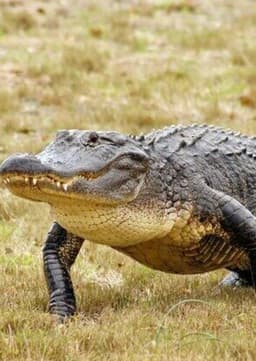 American Alligator