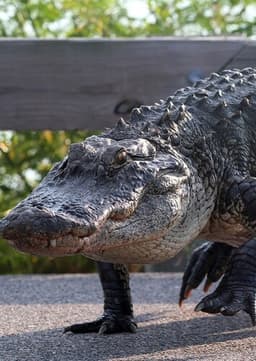 American Alligator