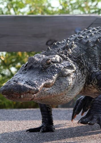 American Alligator