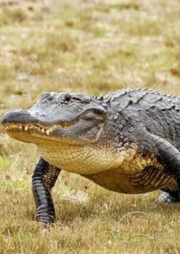 American Alligator