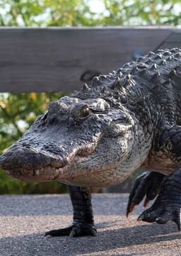 American Alligator