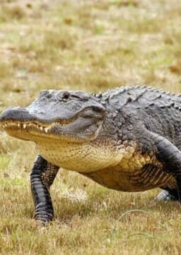 American Alligator
