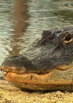 American Alligator