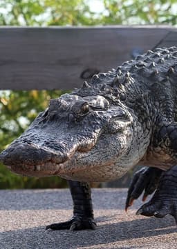 American Alligator