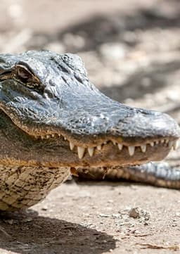 American Alligator