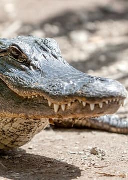 American Alligator