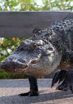 American Alligator