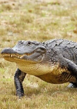 American Alligator