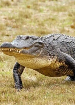 American Alligator