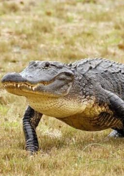 American Alligator