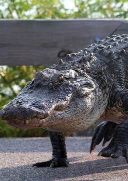 American Alligator