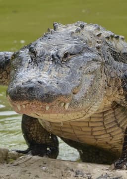American Alligator