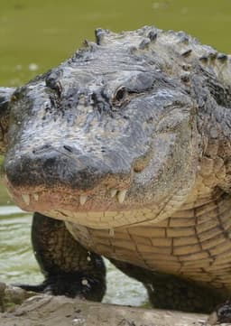 American Alligator