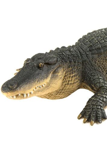 American Alligator