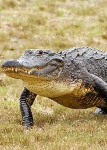 American Alligator