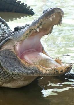 American Alligator