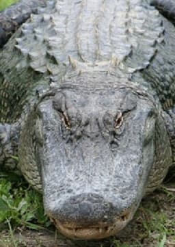 American Alligator