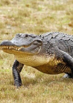 American Alligator