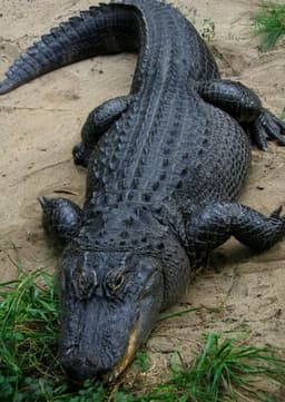 American Alligator