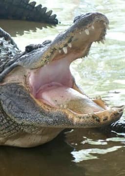 American Alligator