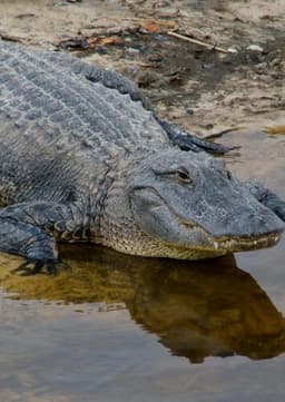 American Alligator