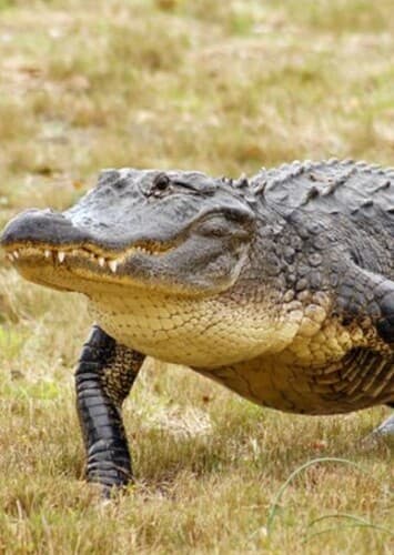 American Alligator