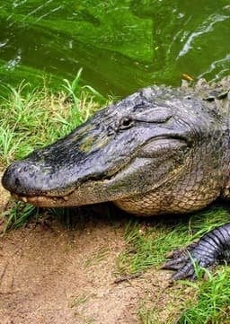 American Alligator