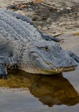 American Alligator