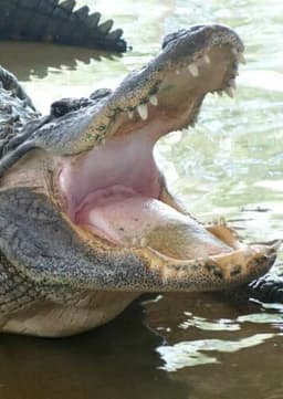 American Alligator