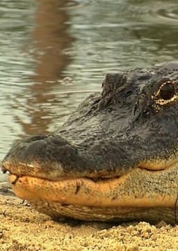 American Alligator