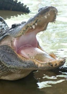 American Alligator