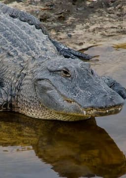 American Alligator