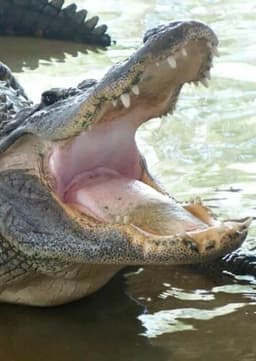 American Alligator