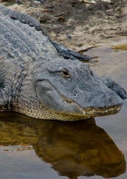 American Alligator