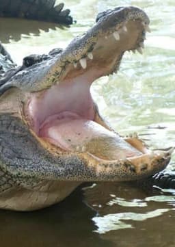 American Alligator