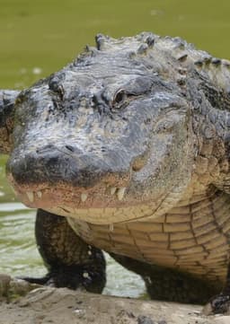 American Alligator