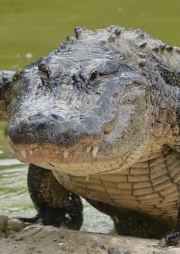 American Alligator