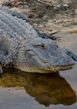 American Alligator