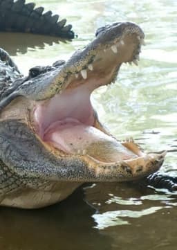 American Alligator