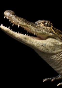 American Alligator