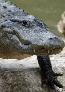 American Alligator