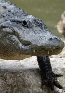 American Alligator