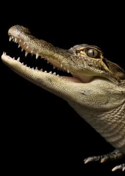 American Alligator