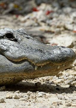 American Alligator