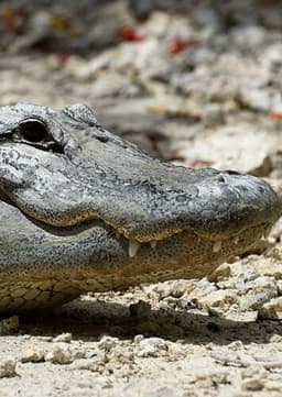 American Alligator